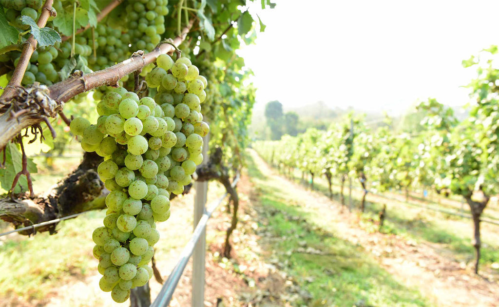 What is Smoke Taint?